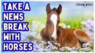 This Will Clear Your Head! 🛑🐎🧠😌 10 Minutes of Horses in Nature After the News