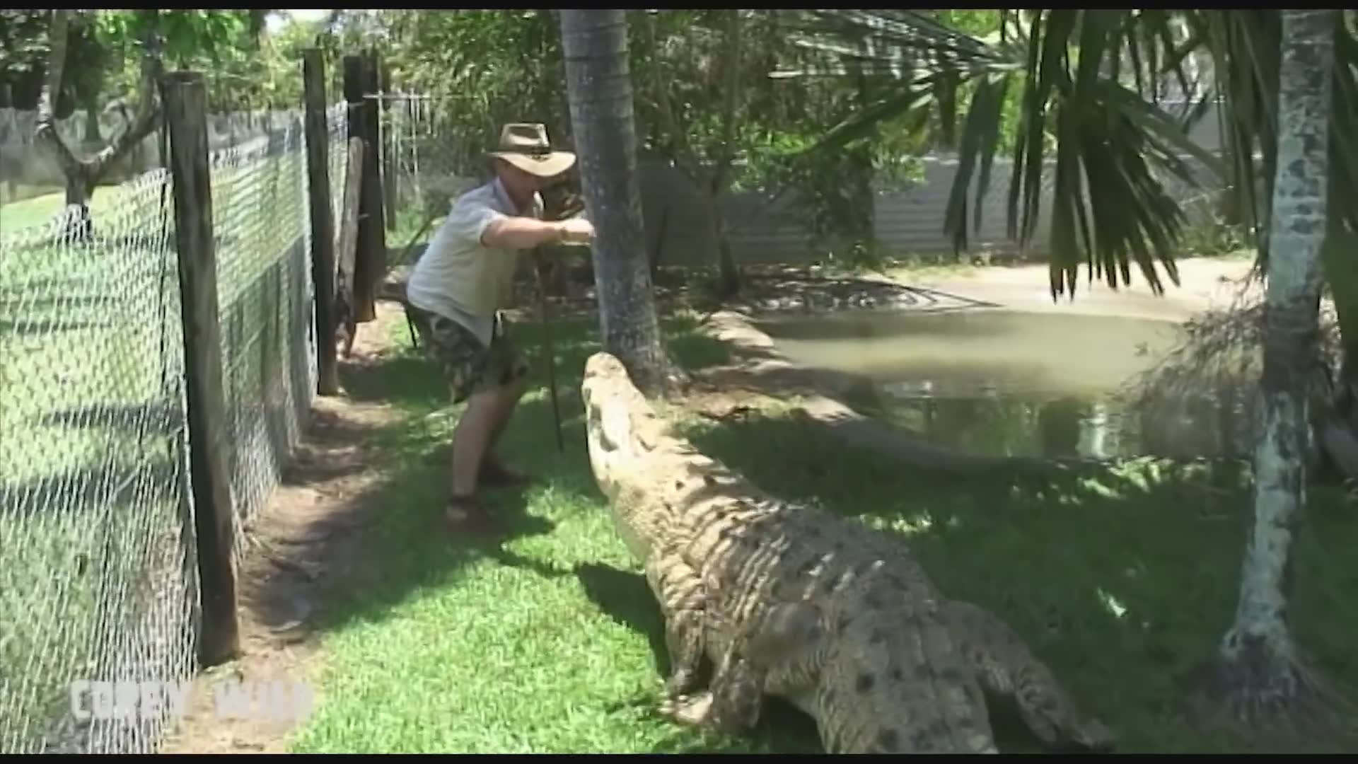 Australian handler surviving multiple dangerous encounters with massive saltwater crocs