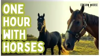 An Hour of Horses in Motion — Find Your Rhythm and Reset 🐎✨