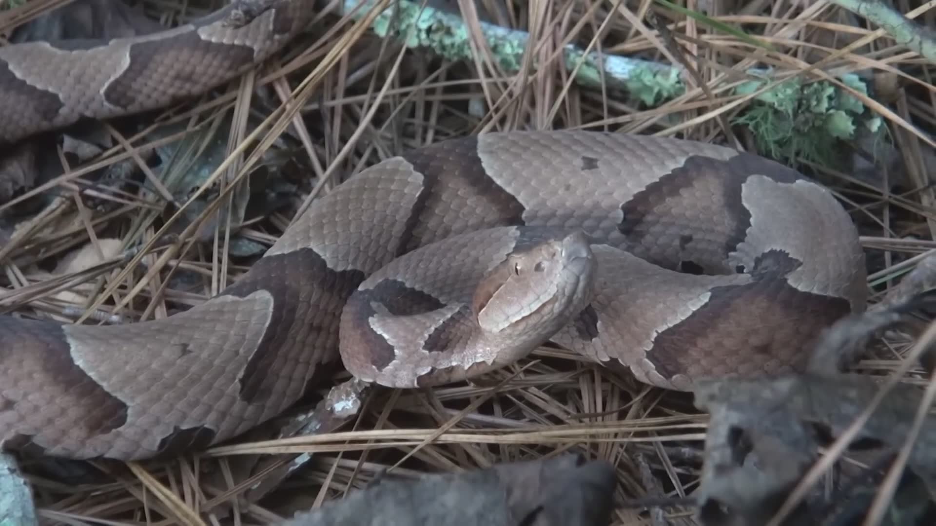 Identifying the venomous copperhead snake common across the United States