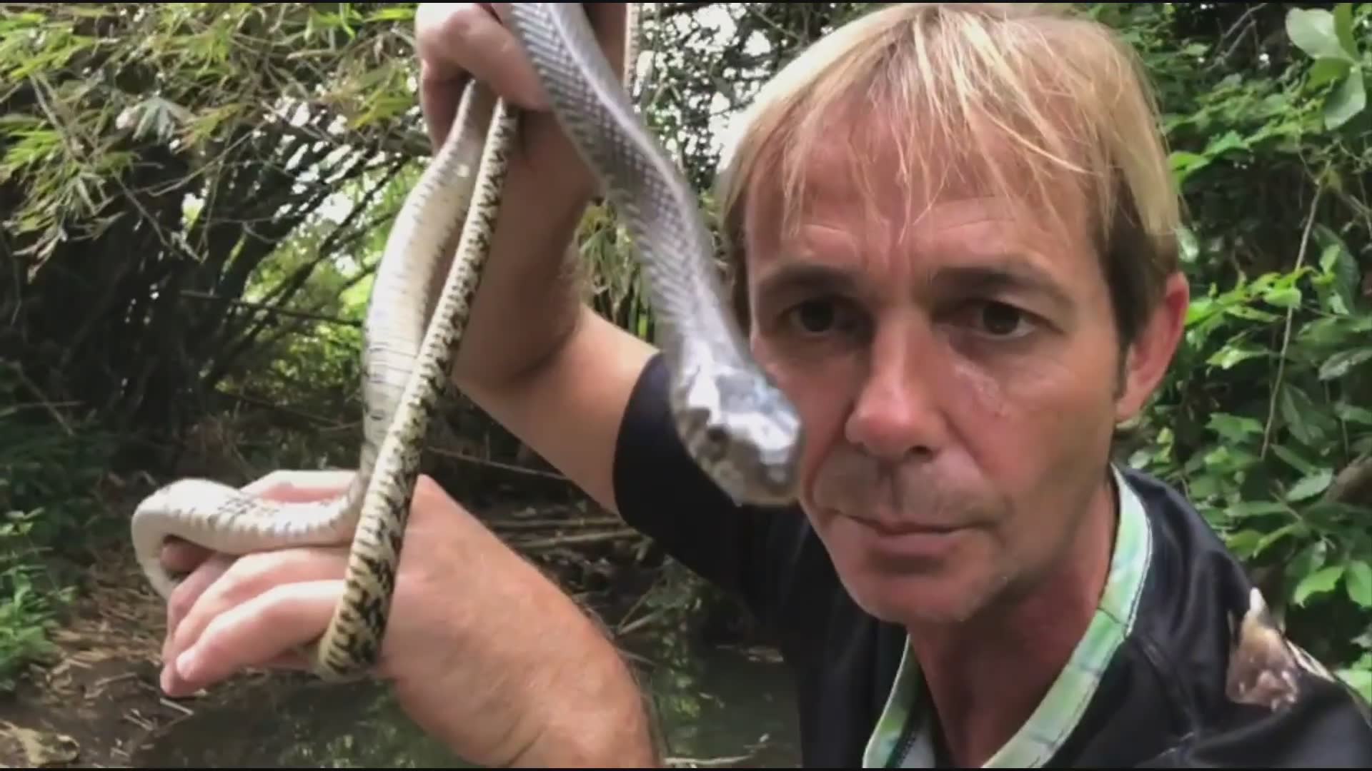 Finding unexpected snake species during fieldwork in tropical environments
