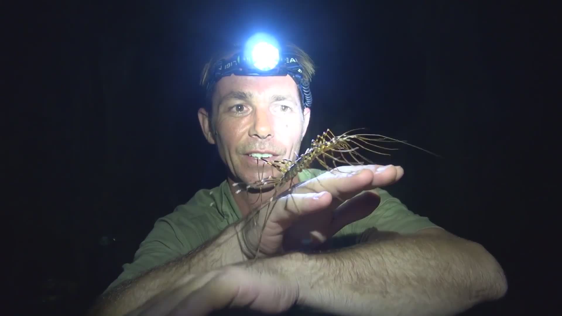 Understanding household centipedes versus truly dangerous giant centipede species