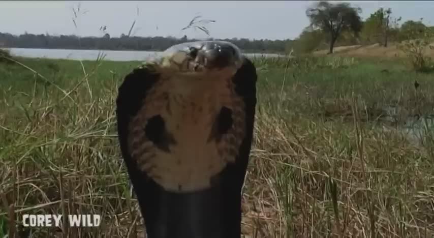 Handling the monocle cobra known for its distinctive hood marking pattern