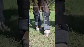 Every ride starts from the ground 🆙! Healthy hooves, flexible joints, tendons, and soft tissue