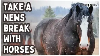 Pause the News, Enjoy the Earth 🐎🌍 10 Peaceful Minutes with Horses