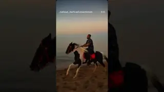 Oreo isn't just a horse… Oreo is a beautiful madness walking on four legs 🐎🔥