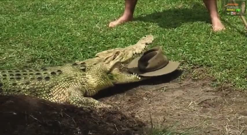 Ultimate collection of the most intense crocodile encounters and attacks