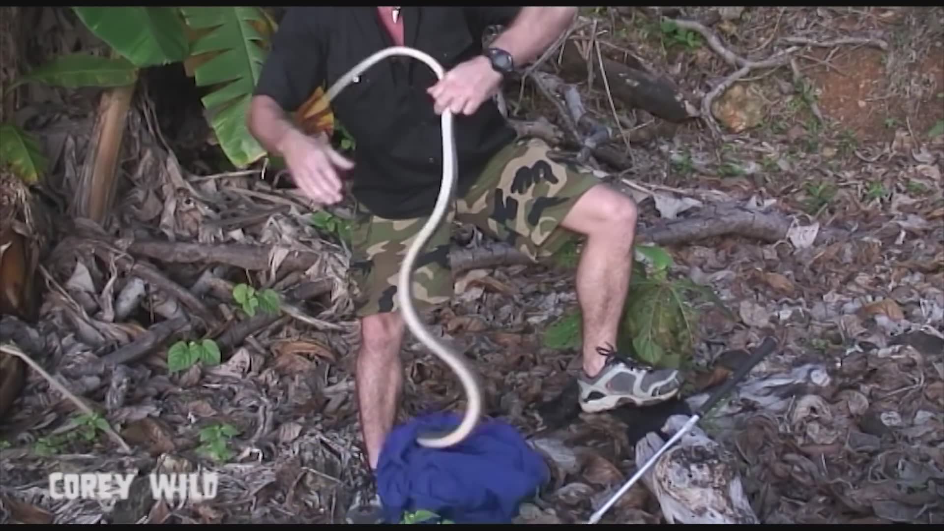 Emergency call to remove venomous or large snake from tourist accommodation