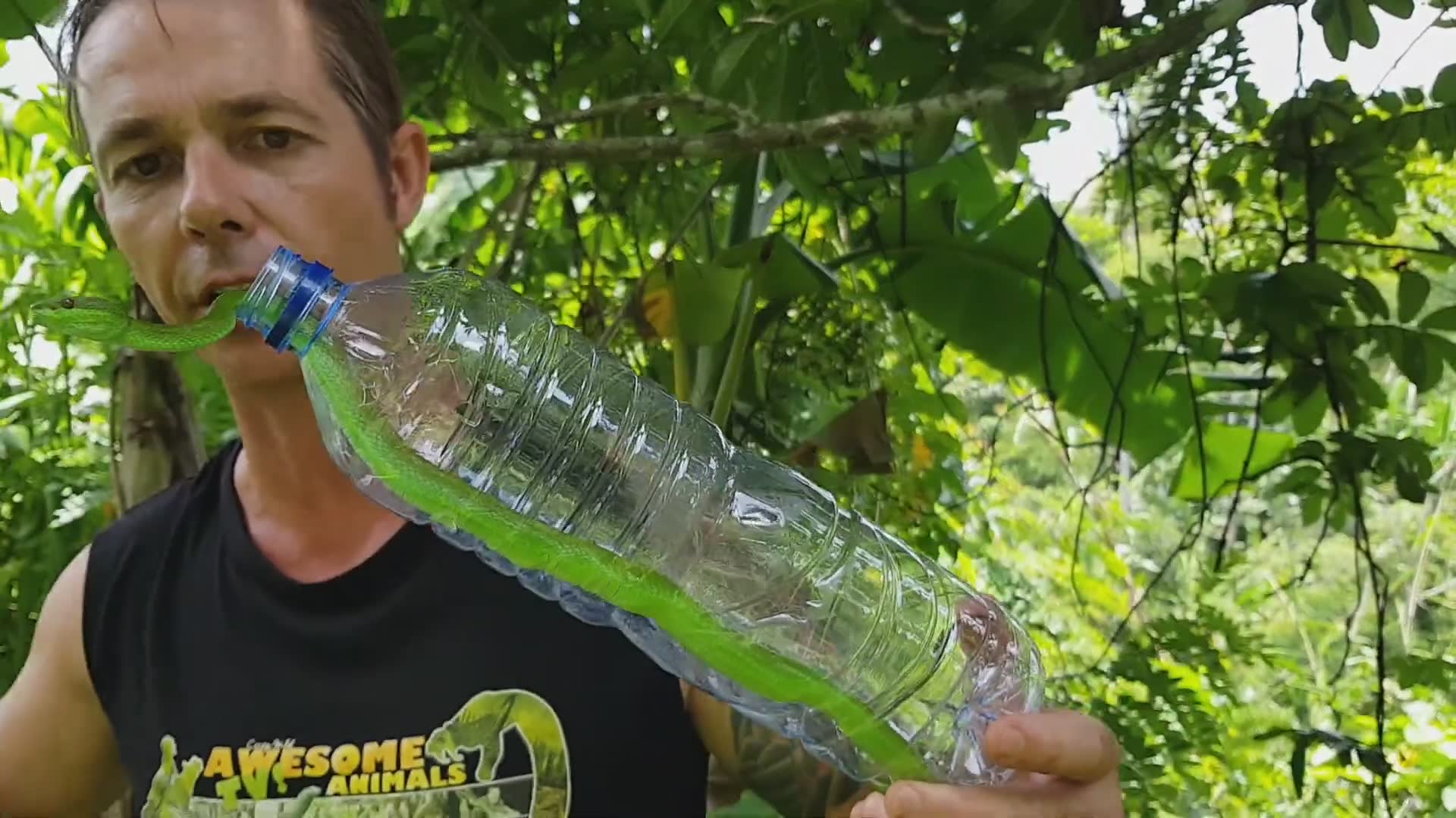 Compilation showing why dangerous snakes require extreme caution and respect