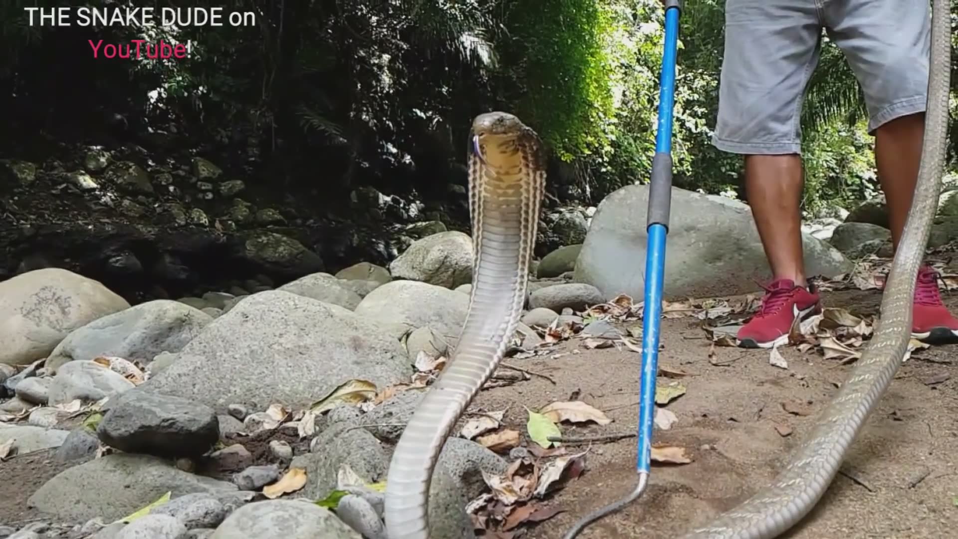Additional footage of memorable king cobra rescue and relocation operations