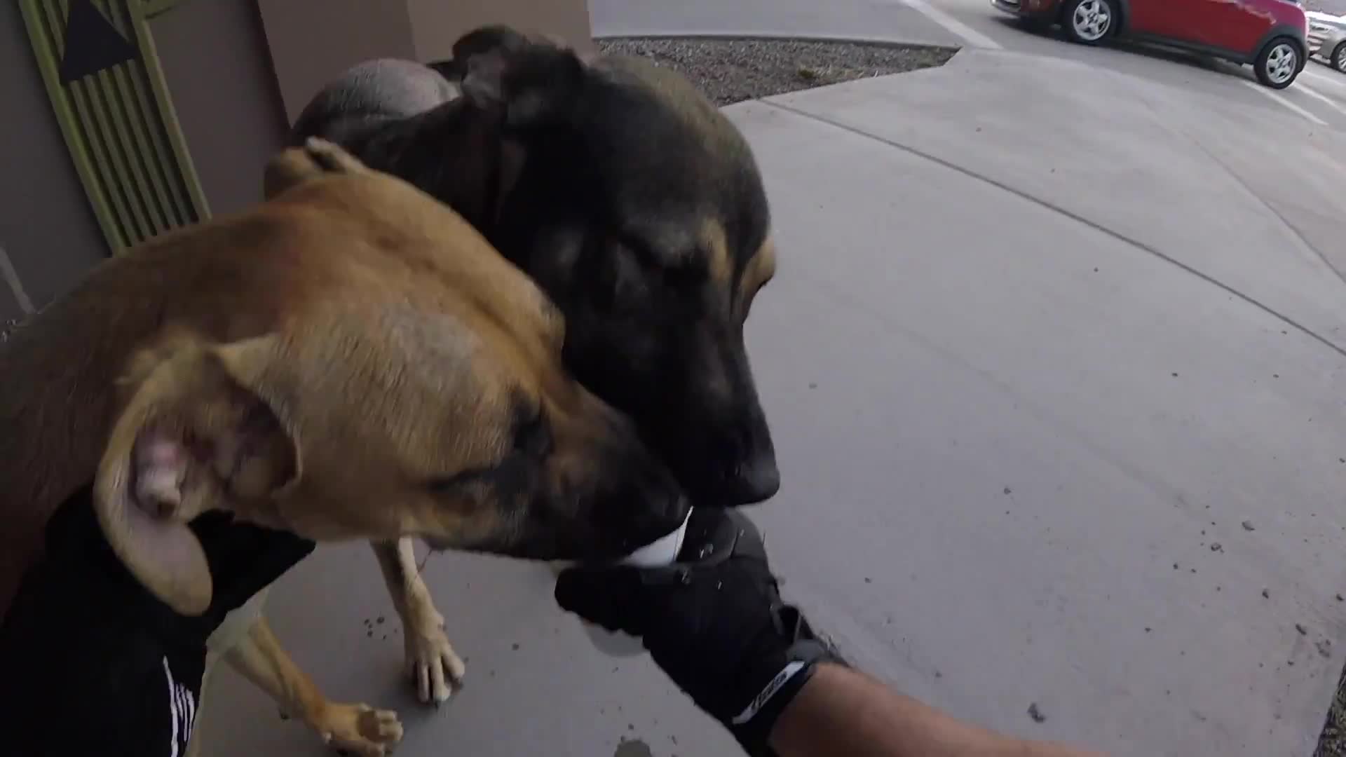 Compilation of heartwarming dog encounters caught on rider helmet cameras