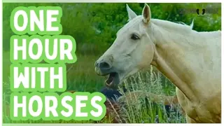 One Hour of Horses for Stress Relief and Relaxation 😊🐴