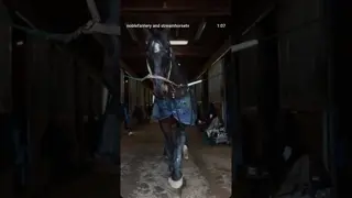 An average day in the life of Noble Farriery. Hard work, dedication, and horse first no matter what!