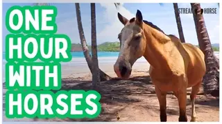 1 Hour of Tranquil Horses — Meditation Background and Deep Calm ✨😊