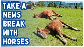 Life and the Headlines are Stressful 🐴😌 Spend 10 Minutes Resting with Horses in Nature