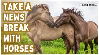 SMILE BREAK 🐎😄 10 Minutes of Horses to Escape News & Politics