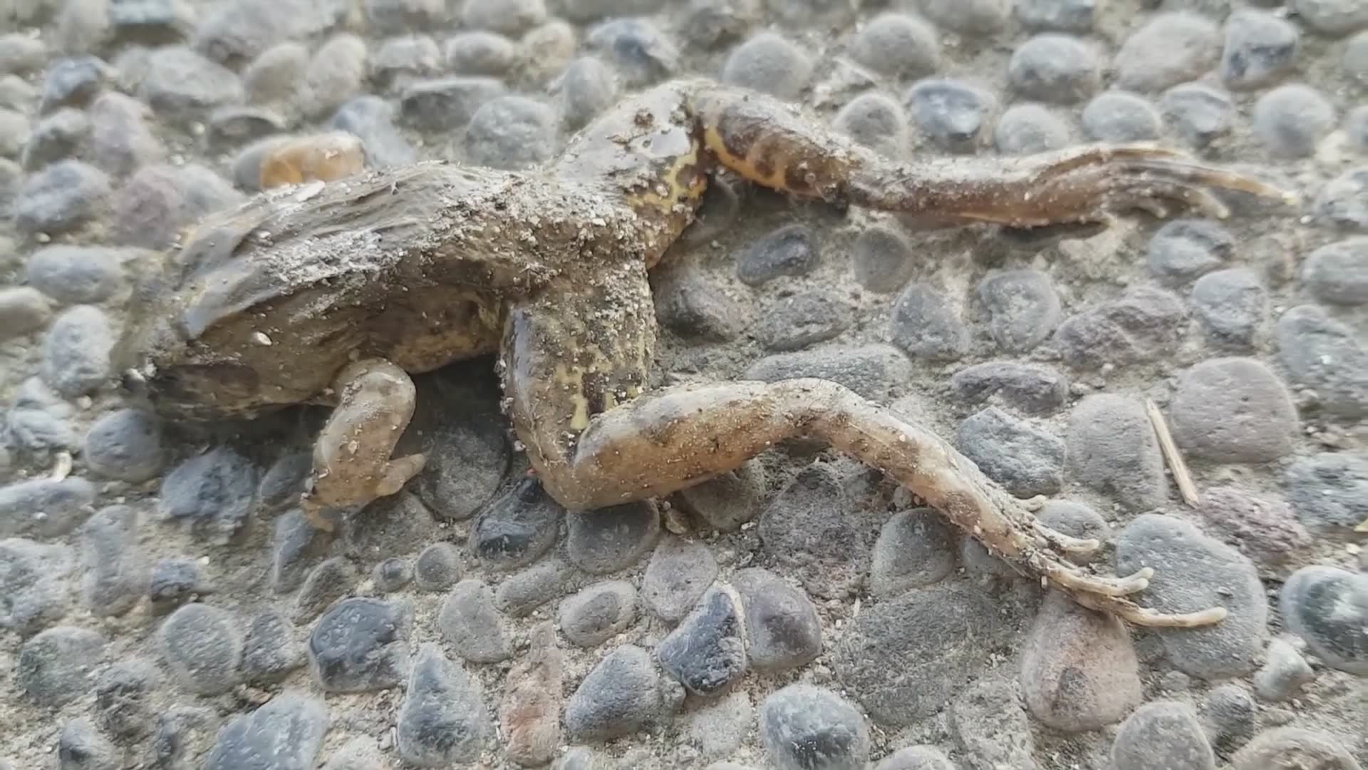 Collection of close calls and intense encounters with dangerous snake species