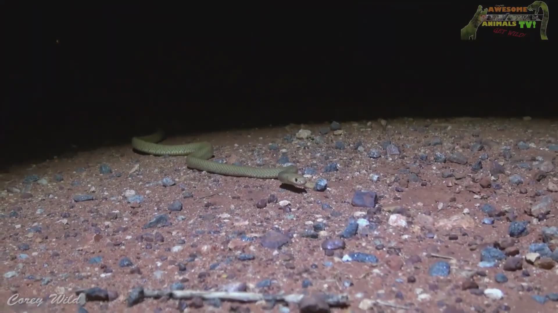 Comprehensive look at multiple deadly Australian snake species and their venom