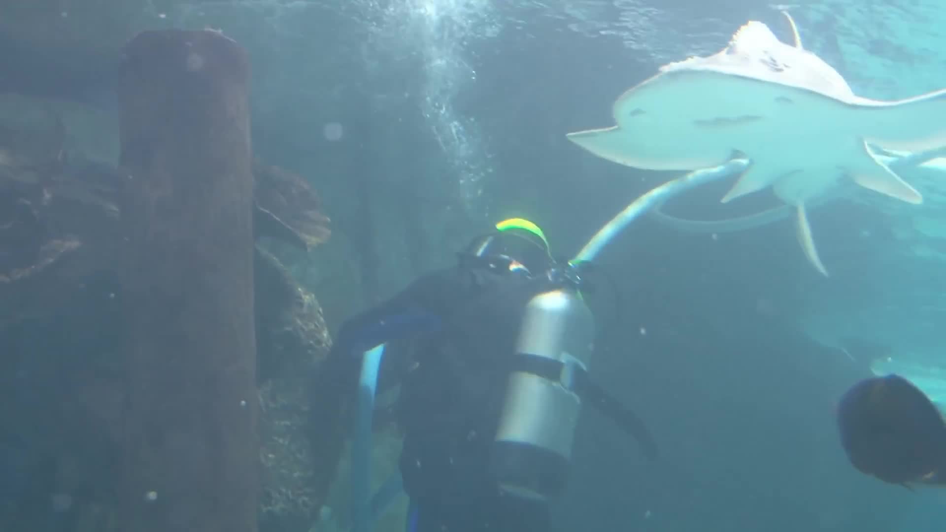Video documentation of terrifying predator encounters