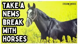 Reclaim Your Energy 🐎⚡ 10 Minutes of Horses Away from the News