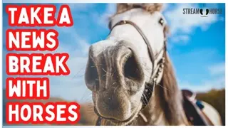 Leave the Headlines Behind 🐎✨ 10 Minutes of Horses in Breathtaking Nature