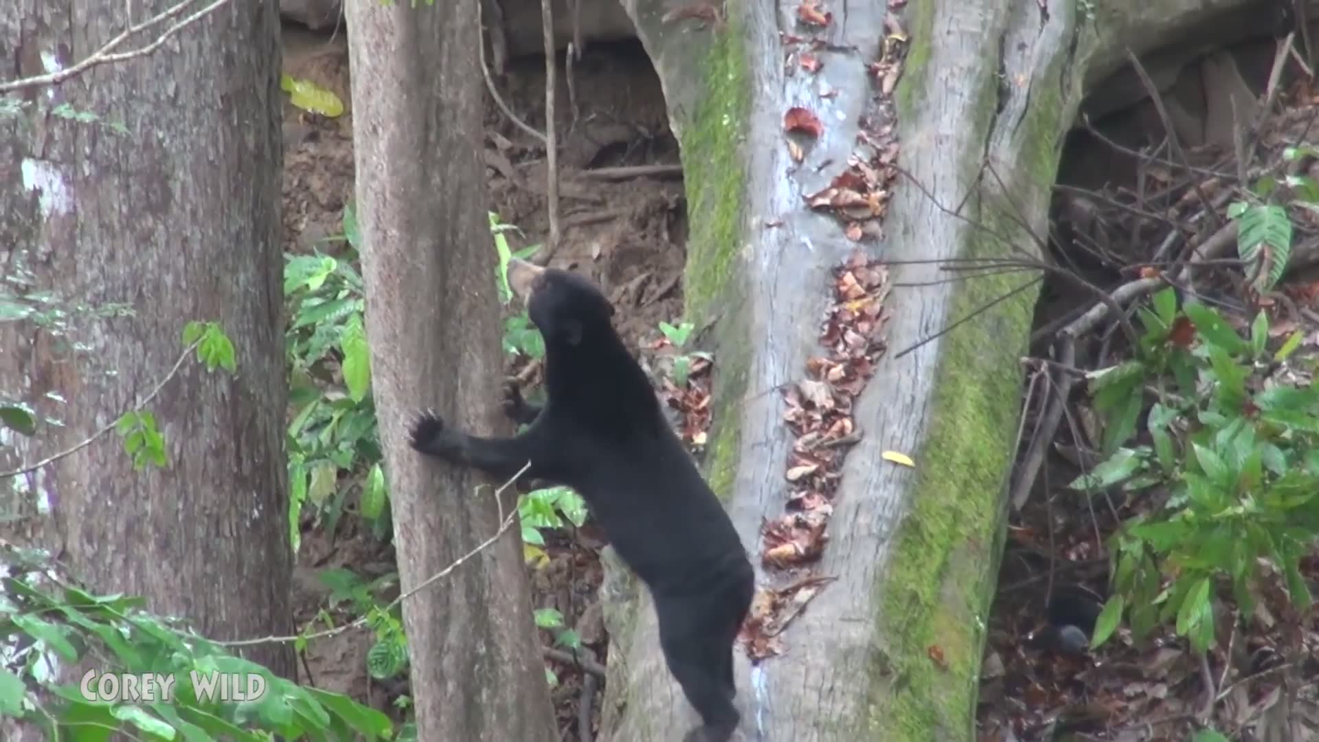 Visiting the sun bear conservation center in Borneo's Sepilok rehabilitation sanctuary
