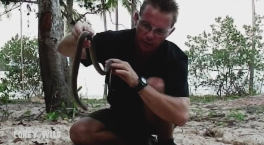 Attempting to calm an aggressive wild spitting cobra during a hands-on rescue encounter