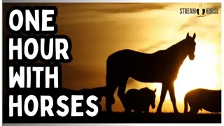1 Hour of Horses for Humans, Cats & Dogs🐎🐶🐱 Calm, Joy & Gentle Motion
