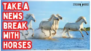 The World Feels Loud — Find Quiet with Horses 🐎😌 (10 Minutes)