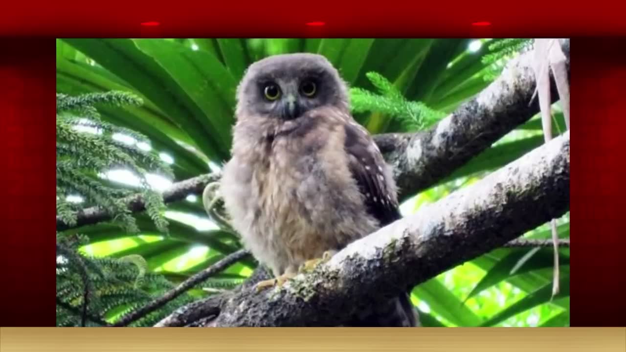 Animals that went extinct in recent decades and might have been saved