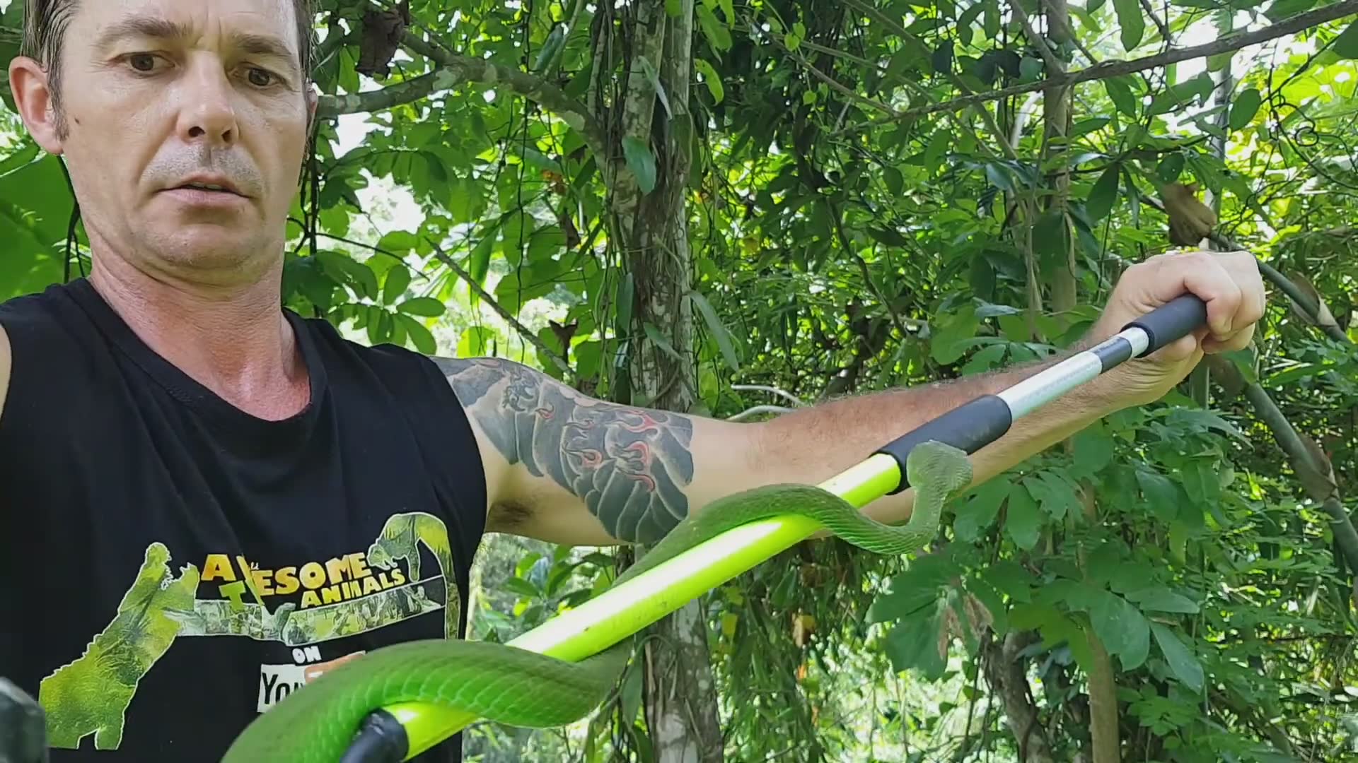 Carefully milking venom from a gorgeous emerald green pit viper for research purposes