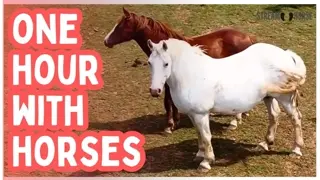 1 Hour of Horses for Mental Health Breaks 🐎✨ 60 Minutes of Calm & Nature