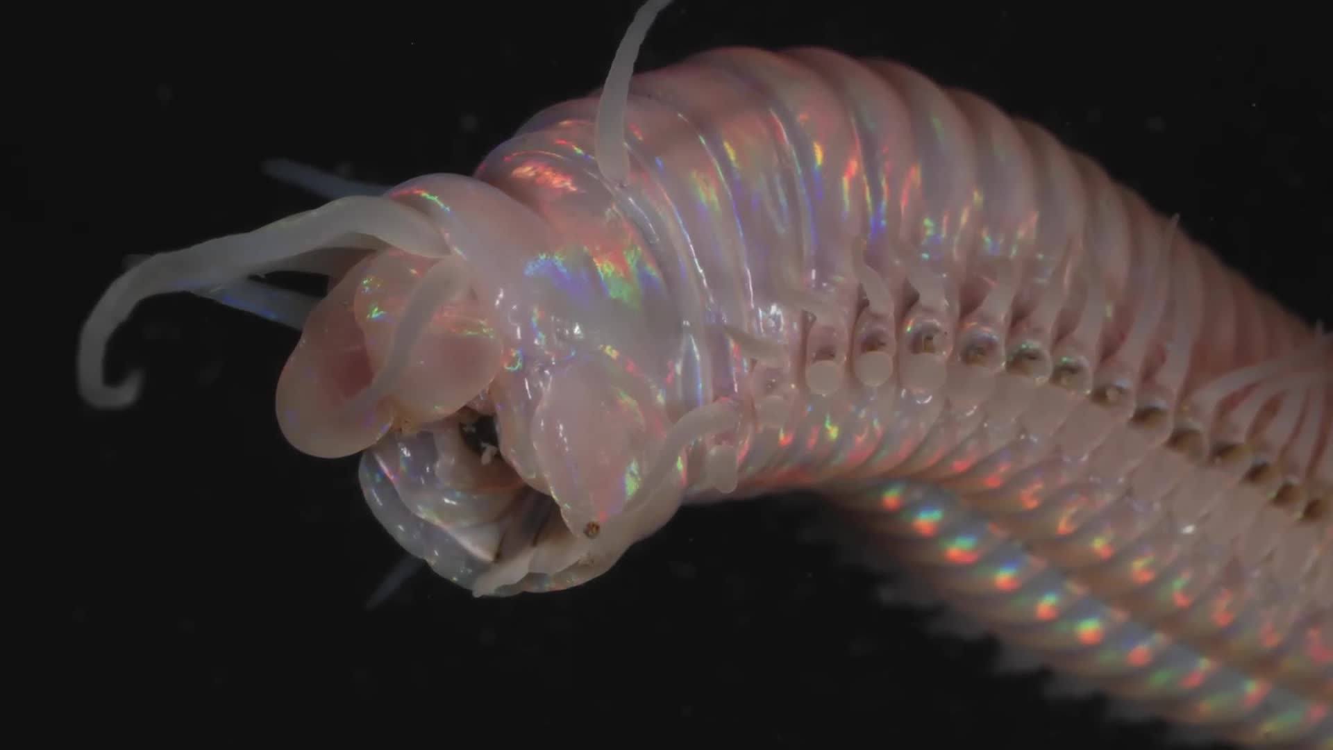 Bizarre deep sea adaptations that sound made up but are completely real