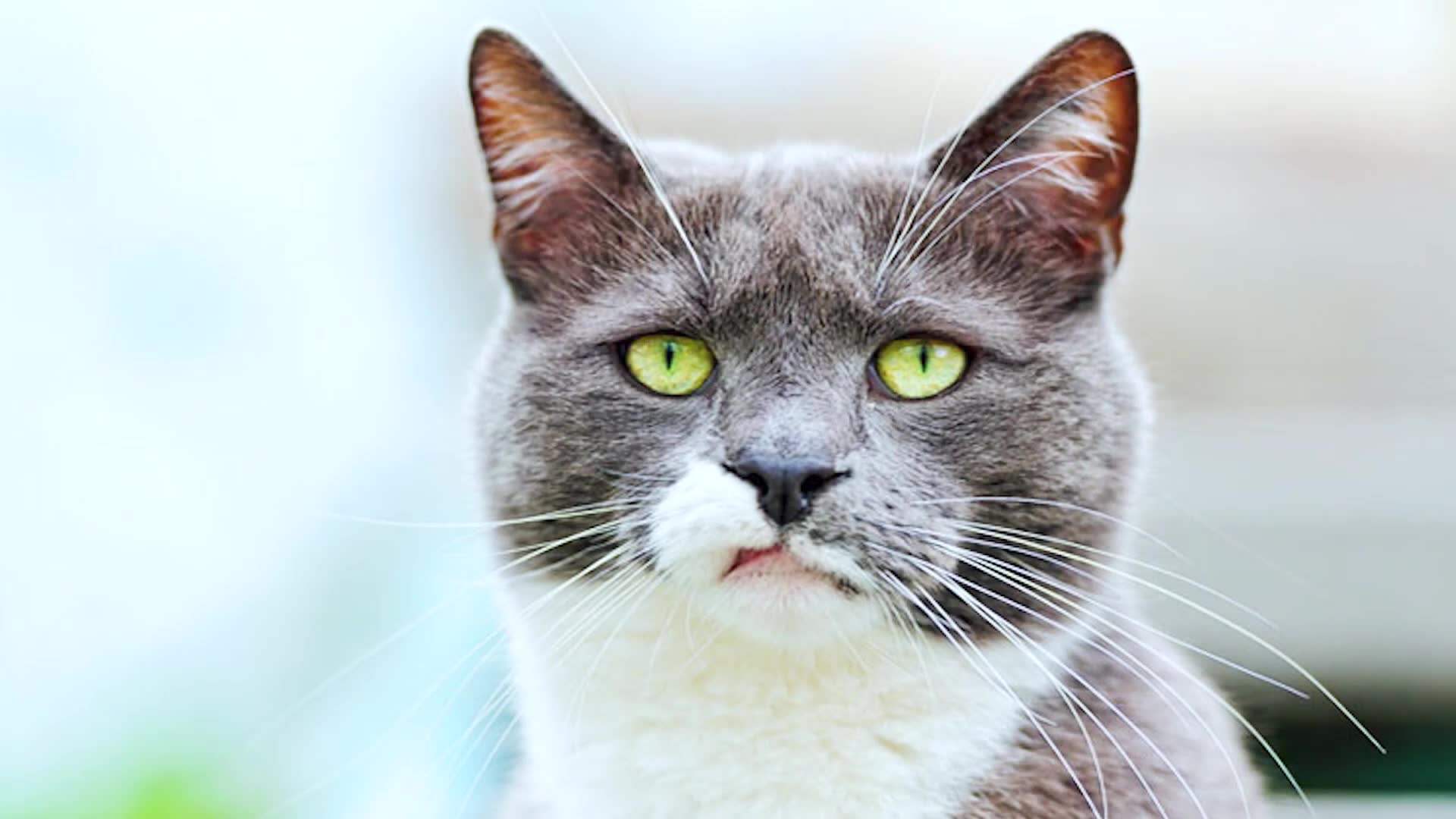 Cat puns so purr-fectly terrible that you can't help but love them