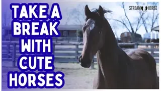 Take a Break With Cute Horses 🐴😁 Relaxing Horse Video to Unwind