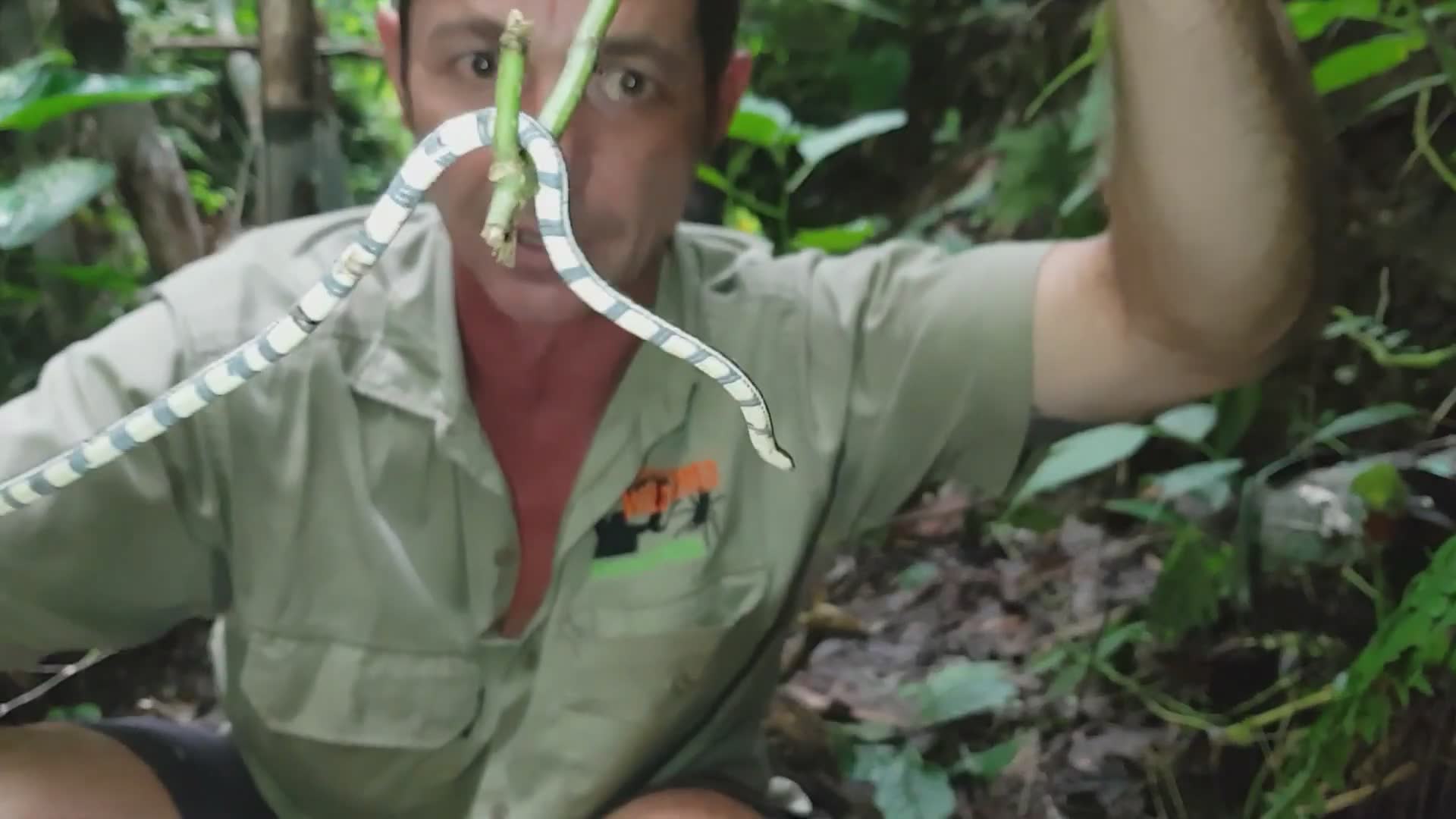 Identifying the brightly colored Malaysian coral snake and its chilli-like warning pattern