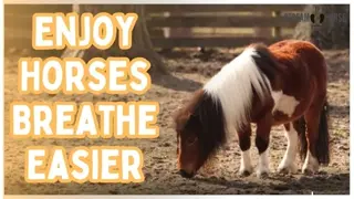 Enjoy Horses in Nature and Breathe Easier Today 😁🐴