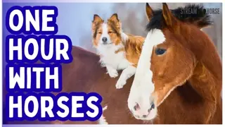 One Hour of Horses for Humanity 🐎🌍 Pure Joy, Peace & Shared Calm