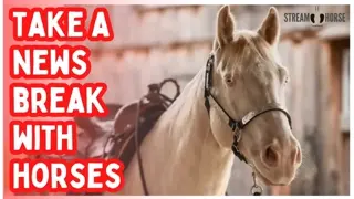 Fire Horse Energy 🔥🐎 10 Minutes to Reset Away from the News