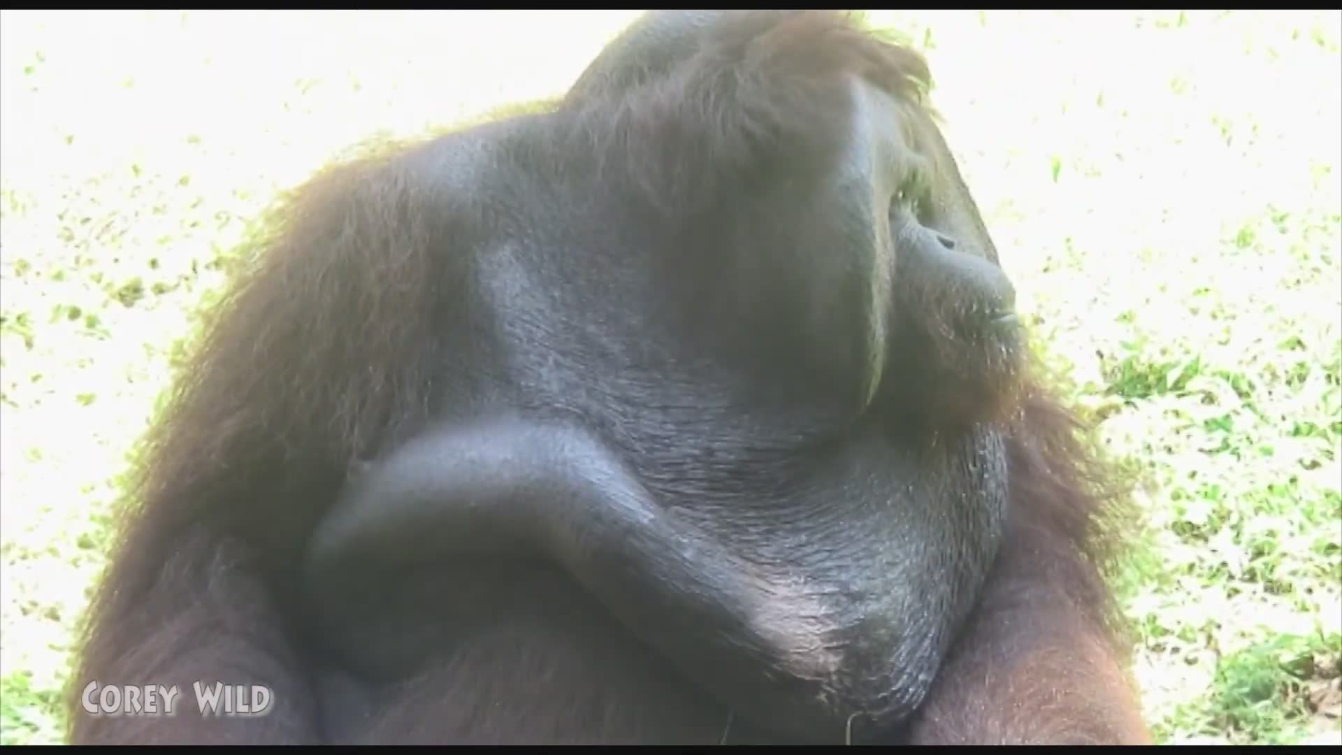 An unforgettable wildlife adventure observing wild orangutans in their forest habitat