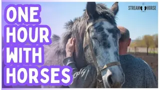 60 Minutes Away from the News 🐴☀️ Horses & Nature to Calm Your Mind