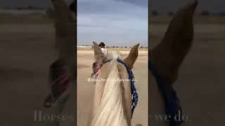 The Year of the Horse is on 🐴🔥