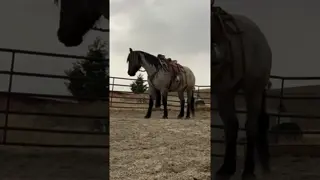 I’m pretty impressed with this mare. I’m actually really impressed with my self. This is Mango 🥭