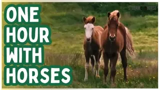 Take a Break from the News & Politics 🐎😊 1 Hour (60 Minutes) of Horses & Nature