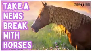 When Life Feels Heavy - Watch Horses & Be Happy! 🐎✨ Take 10 Quiet Minutes Here