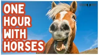 1 Hour of Equine Therapy for Humanity 🐴😌 Calm, Heal & Breathe Together