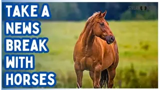 Let the Fire Horse Lead You to Calm 🔥🐎 10 Minutes Away from News & Politics