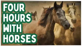 4 Hours of Horses 🐎🌏✨ Celebrate the Year of the Horse (Chinese Zodiac)