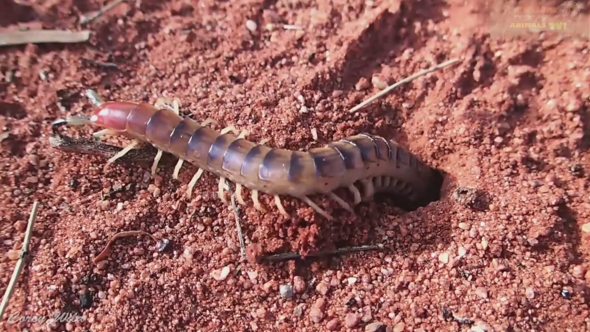 Spotting an enormous desert centipede and examining its venomous capabilities up close
