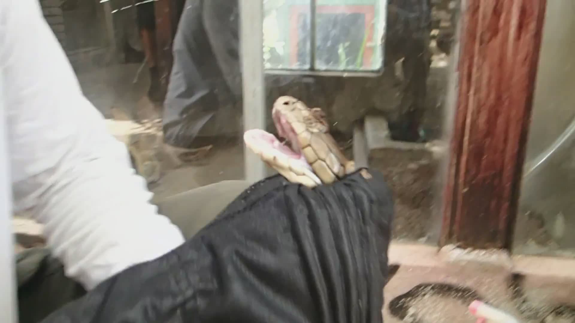Examining a king cobra at extreme close range and exploring venom's medical potential